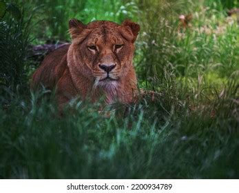 426 Katanga Lion Stock Photos, Images & Photography | Shutterstock