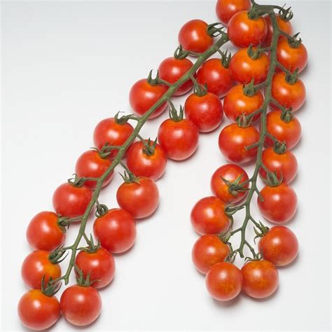 Graines potagères TOMATE CERISE GOLOTYNA F1 PROSEM