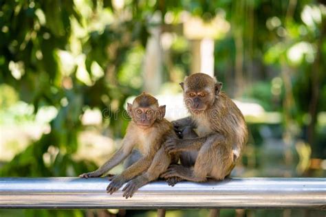 Deux Petits Singes étreignent Tout En Se Reposant Sur Une Barrière