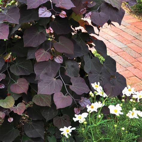 Cercis Canadensis Judasbaum Ruby Falls Bestellen