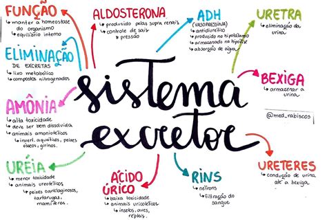 Mapa Mental De Biologia Sistema Excretor Aulas De Biologia Porn Sex