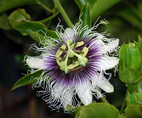 Passion Fruit Passiflora Edulis Seeds