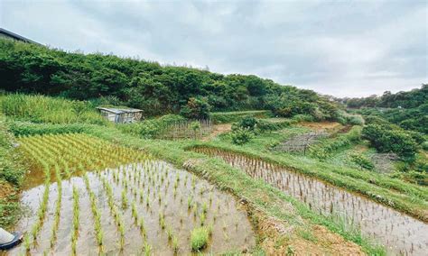 跟著城市青農王宣智，領略多樣的米文化與風景，為台北留下最後一片稻田 台北畫刊 微笑台灣 用深度旅遊體驗鄉鎮魅力