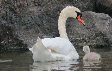 Europa De Patito Feo A Cisne Funds Society