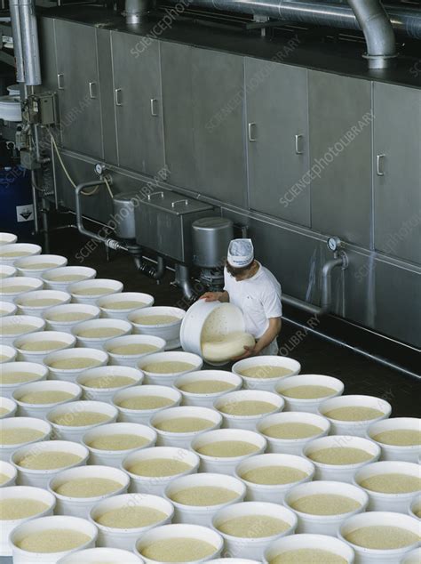 Cheese Production Stock Image T Science Photo Library