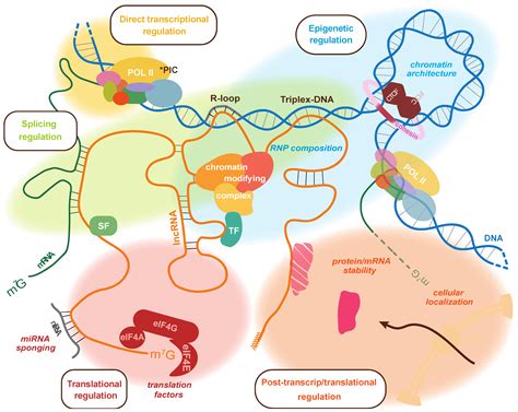 Cancers Free Full Text The Talented Lncrnas Meshing Into