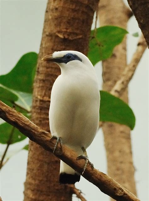 Bali Mynah Rothschild Mynah Project Noah