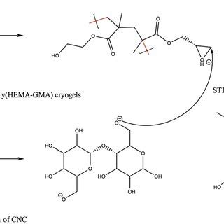 Acid And Base Treatment Of Poly Hema Gma Polymeric Cryogels And Cncs