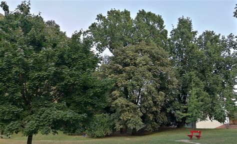 Un Altra Passeggiata Nel Parco Bonaldi I Suoi Alberi E Un Contributo