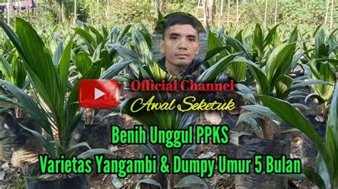 Bibit Unggul PPKS Varietas Yangambi Dan Dumpy Umur 5 Bulan YouTube