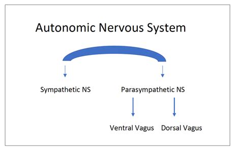 Autonomic Nervous System Pathways Adapted With Permission From D Dana Download Scientific