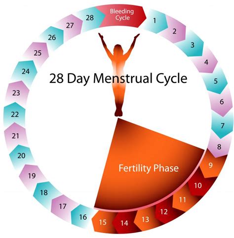 What Is Cervical Fluid With Pictures