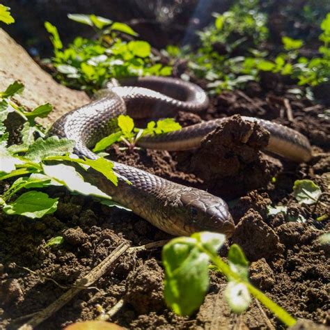 Checkered Keelback Wildlife Picture Checkered