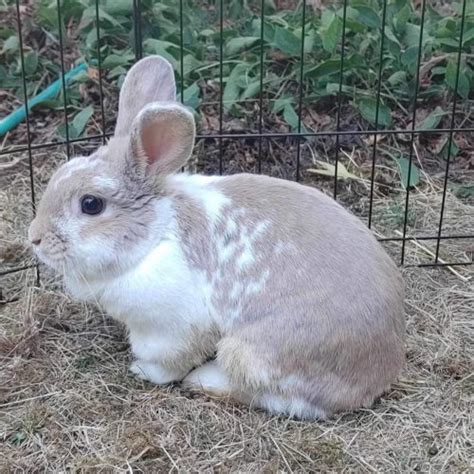 Female Vancouver Rabbit Rescue Advocacy