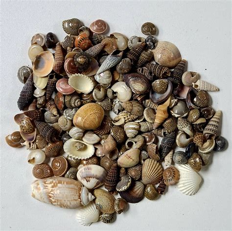 1 4 3 4 INDIA MIX Darlene S Shells