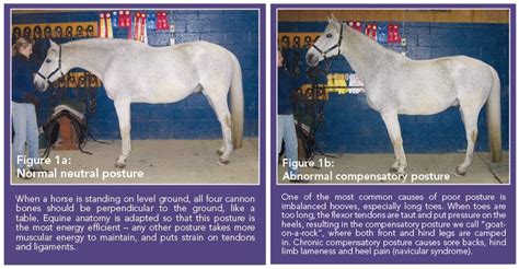 Normal And Abnormal Equine Posture Horse And Human Equines Horses