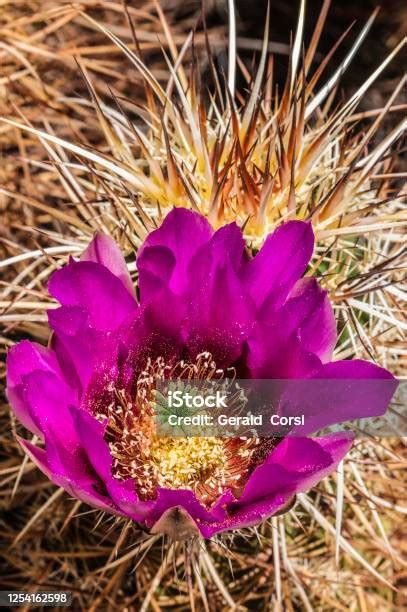 Englemanns Hedgehog Cactus Echinocereus Engelmannii Joshua Tree