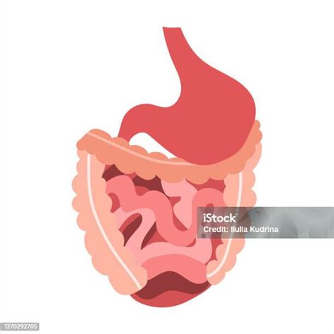 Sistem Pencernaan Manusia Perut Usus Usus Kecil Dan Besar Saluran Pencernaan Ilustrasi Datar