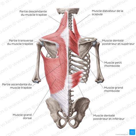 Anatomie Du Muscle Lombaire