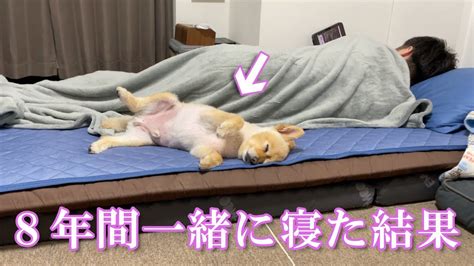 【モニタリング】8年間一緒の布団で寝てきた愛犬がこうなりました笑 Youtube