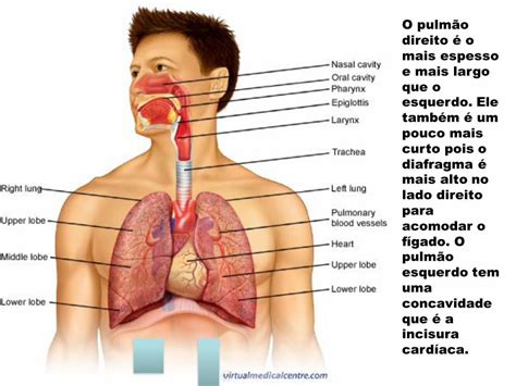 Pdf Fisiopatologia Iii Fun O Pulmonar Social Stoa Usp Brsocial