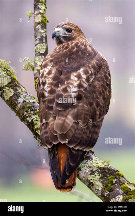 Red Tailed Hawk Buteo Jamaicensis Brevard North Carolina Usa