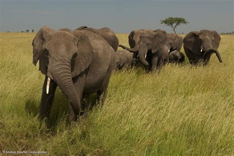 Elephants In The Savanna In KenyaElefanten In Der Savanne Greenpeace USA