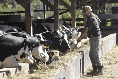 Wright S Dairy Farm Only Rhode Island Dairy Processor Sharing In 12 2m Northeast Grant Rhode