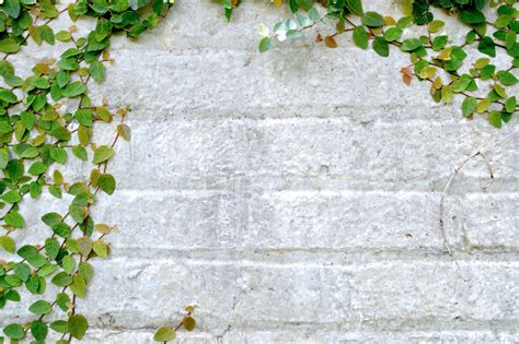 Quelles Différences Entre Un Mur Privatif Et Mitoyen Immo Feed