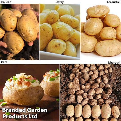 Potato Blight Tolerant Collection Suttons