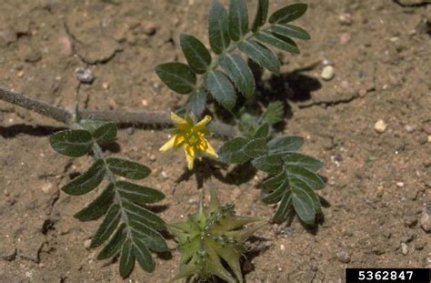 Puncturevine Tribulus Terrestris Sapindales Zygophyllaceae 5362847