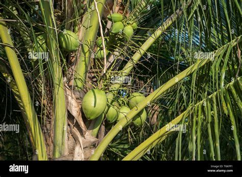 Coconut Farm Thailand Hi Res Stock Photography And Images Alamy