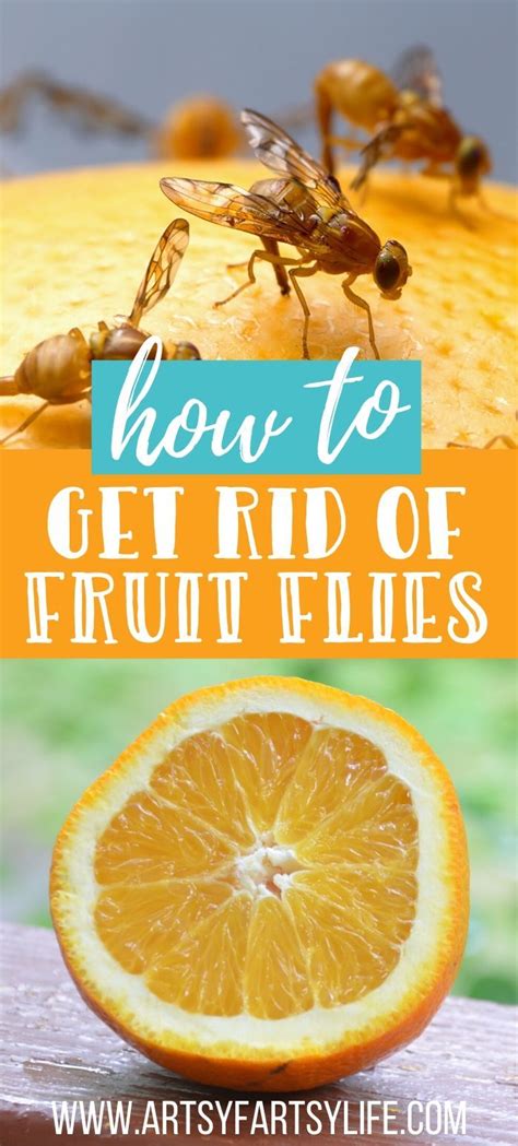 How To Get Rid Of Fruit Flies Naturally Artofit