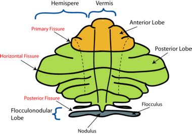 Multiple System Atrophy - Physiopedia