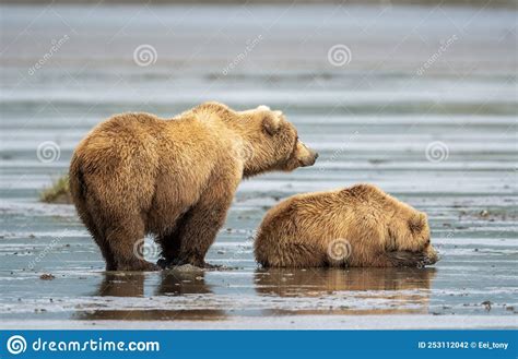 Alaskan Brown Bear Sow And Cub On Mudflats At Mcneil River Stock Photo