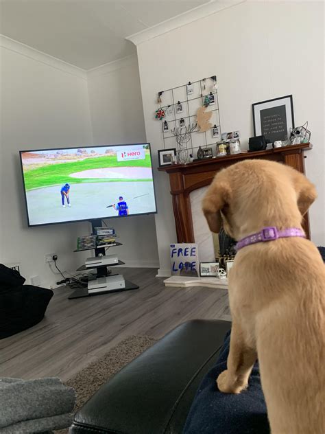 My Puppy Loves Watching The Golf On Tv Rgolf