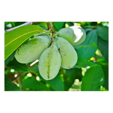 Fruit Seeds For Planting Garden Fruit Seeds Paw Paw 6 Seeds