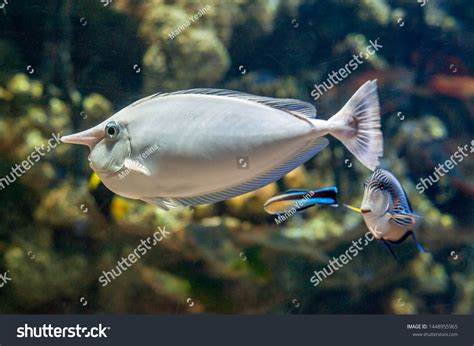 Unicorn-fish Images, Stock Photos & Vectors | Shutterstock