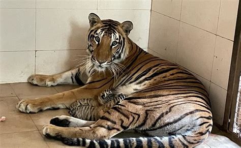 Tigress Durga Gave Birth To Two Cubs In Gwalior Zoological Park Mp