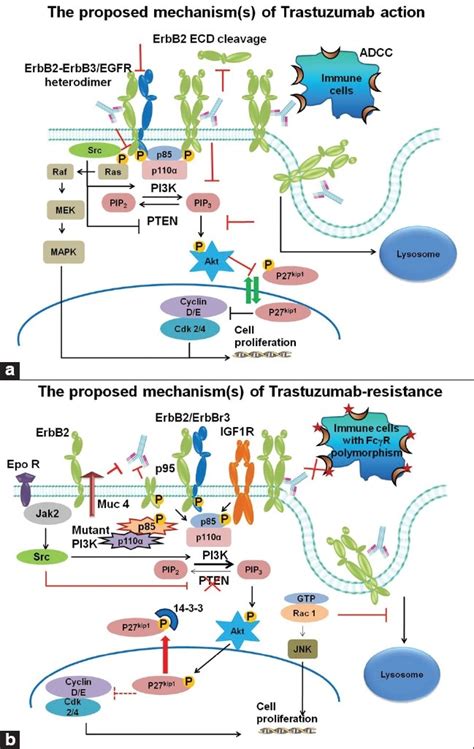 A Summary Of The Proposed Mechanism S Of Trastuzumab Action The