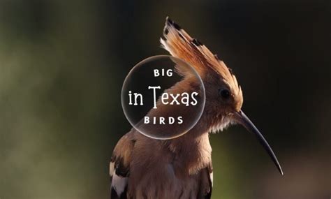 Big Birds In Texas Discover The Majestic Winged Wonders Of The Lone