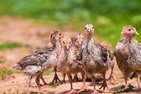 Rearing Turkey Poults Country Smallholding