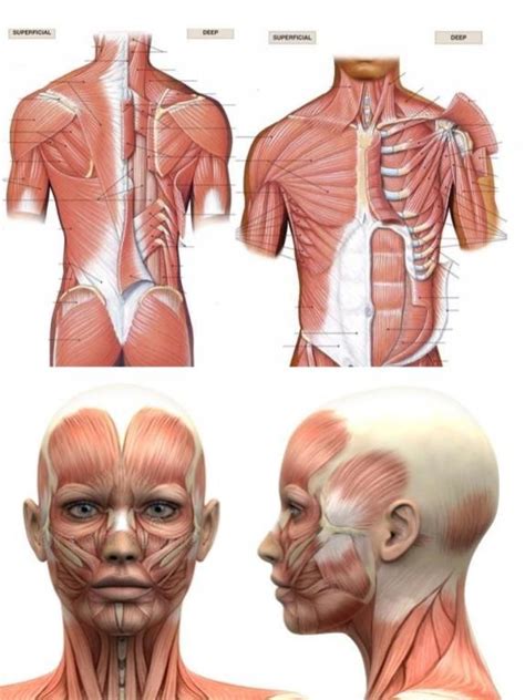 Muscles Head Neck Torso Diagram Quizlet