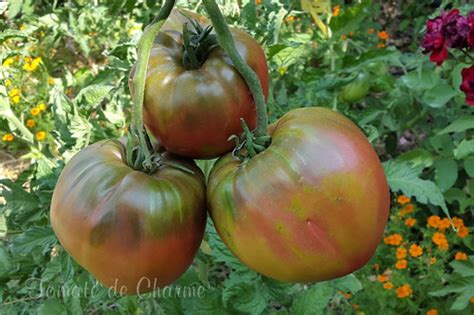 Taïga Tomate de charme