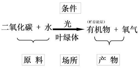 中国科学家突破二氧化碳人工合成淀粉技术 知乎