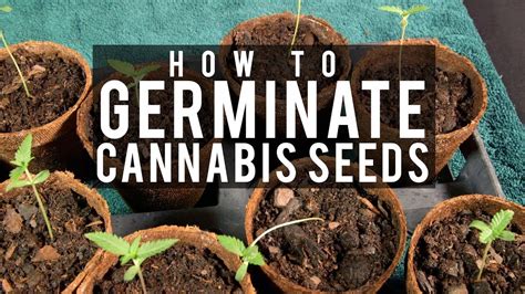 Seeds Soil Sun How To Grow Cannabis 1 Germinating Seeds YouTube