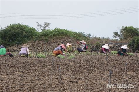 제주 코로나19로 농번기 인력난도 마늘수확철 200명 지원 파이낸셜뉴스