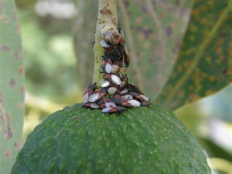 Aguacatero Con Problemas Fotos