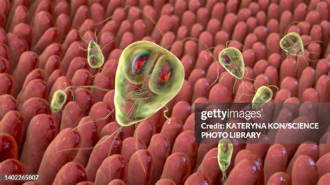 Giardia Lamblia Photos And Premium High Res Pictures Getty Images