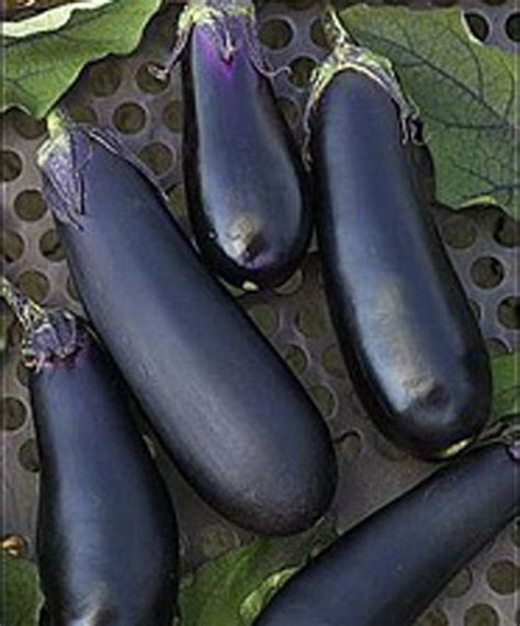 Eggplant Long Purple Seed Andersons Seed And Garden